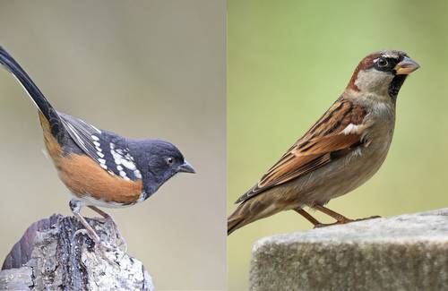 Denuncian-que-explosiones-por-ampliacion-del-muro-fronterizo-danan-el-cerro-Cuchuma-y-su-avifauna