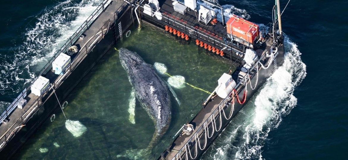 Restos-de-la-ballena-Timmy-seran-procesados-la-grasa-podria-convertirse-en-biocombustible