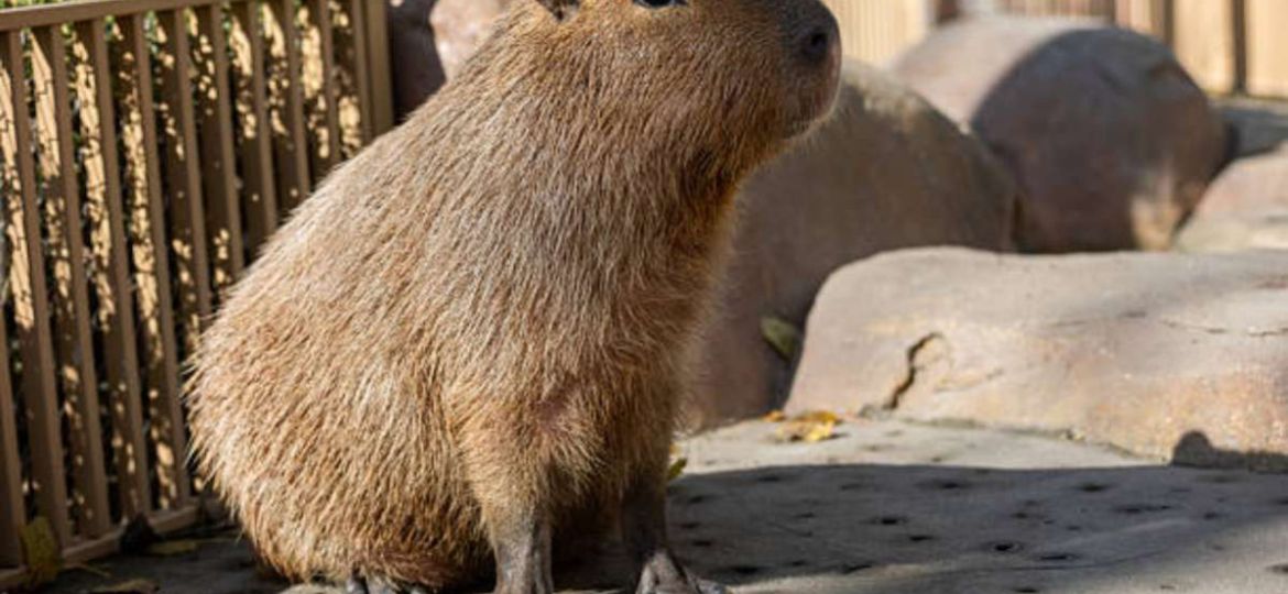 Denuncian-a-un-hombre-por-disparar-contra-capibaras-en-Nordelta-Argentina