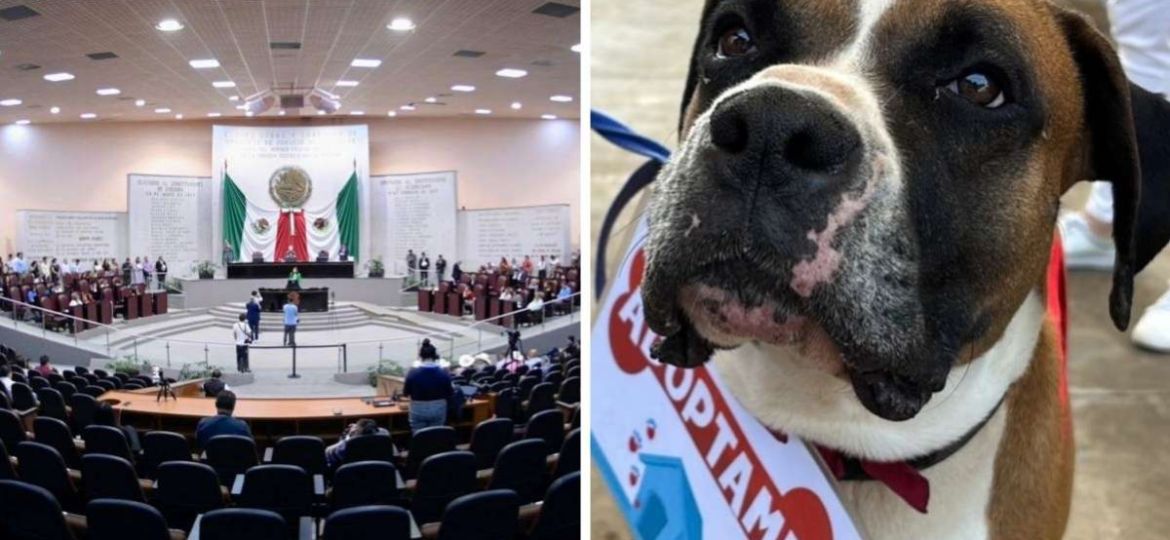 Veracruz-aprueba-agravante-por-envenenamiento-de-animales-en-casos-de-maltrato