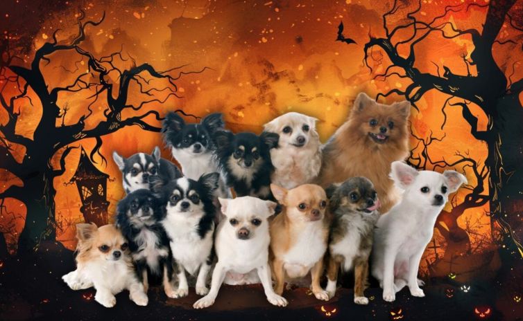 reunion-masiva-de-chihuahuas-llegara-a-chapultepec-por-el-dia-de-muertos
